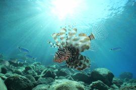 2025/08/Mediterranean-tropical-species.jpg