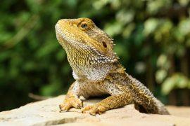 2025/08/Bearded-dragon-sex.jpg