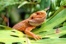 2025/08/Bearded-dragon-sex-.jpg