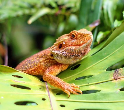 2025/08/Bearded-dragon-sex-.jpg
