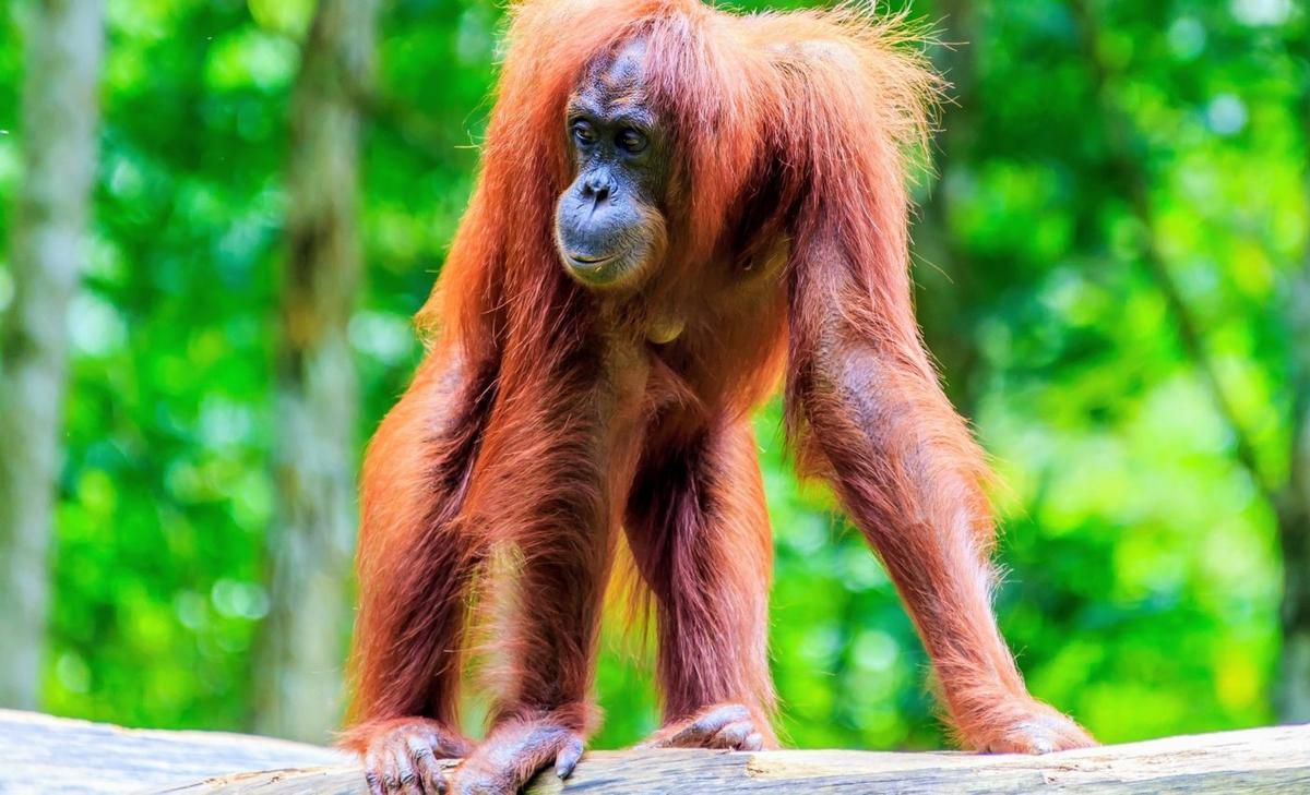 World Orangutan Day 2025: Turning awareness into action