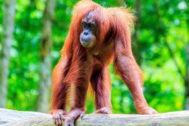 2025/08/World-Orangutan-Day.jpg
