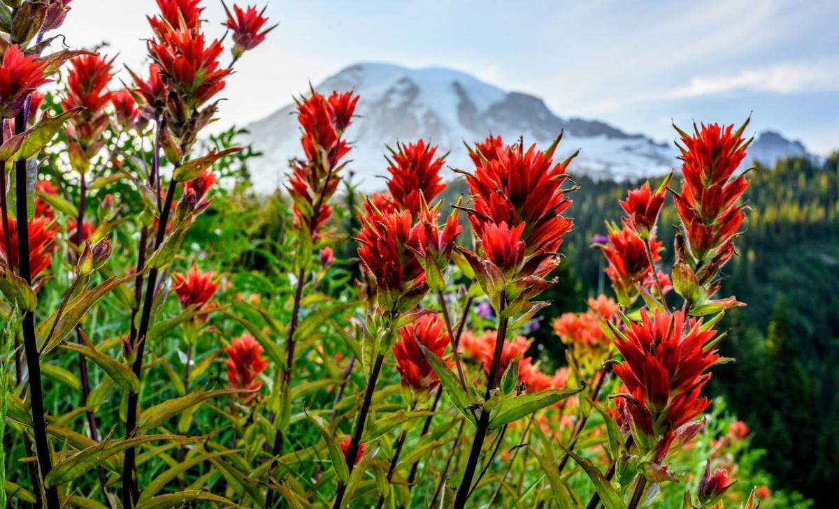 Flowers turned to animals for pollination during ancient warming