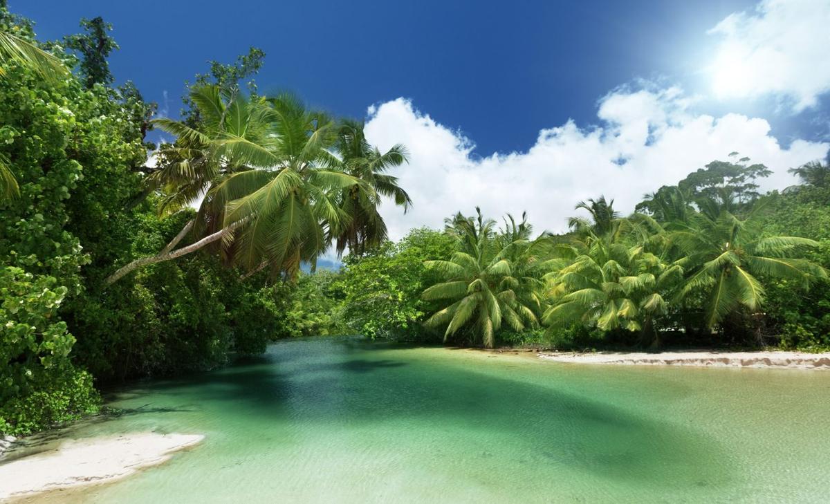 Trees in the tropics cool Earth more than anywhere else