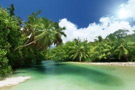 2025/08/tropical-trees-1.jpg