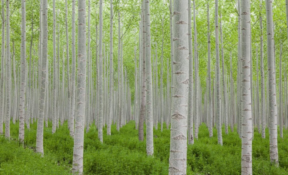 Poplar trees changed their chemistry to survive
