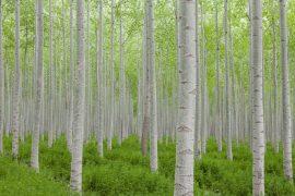 2025/08/popular-tree.jpg