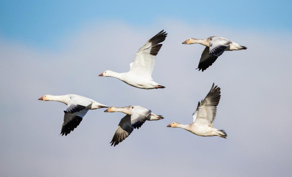 Geese guide the flock with boldness, not aggression