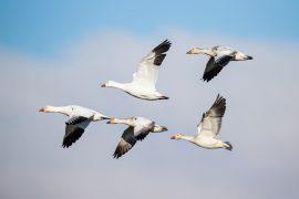 2025/08/Geese-flock.jpg