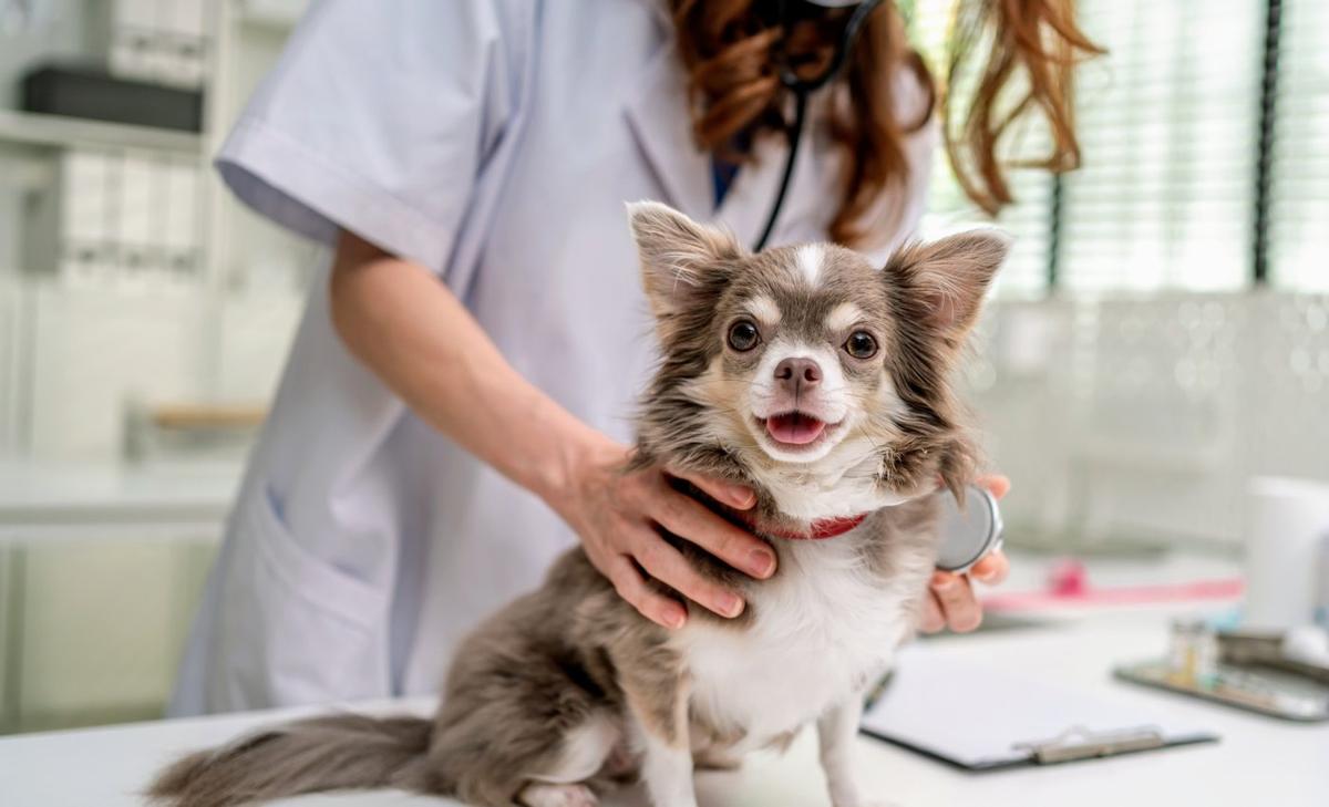 How a "my dog ate cocaine" incident is changing veterinary care