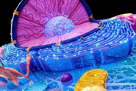 2025/08/Cell-shape-wound2.jpg
