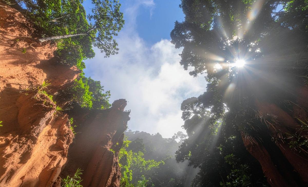 World’s most diverse forests are failing to adapt to climate change