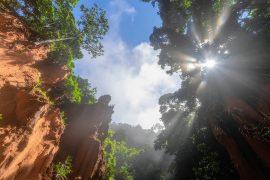 2025/08/Forests-climate.jpg