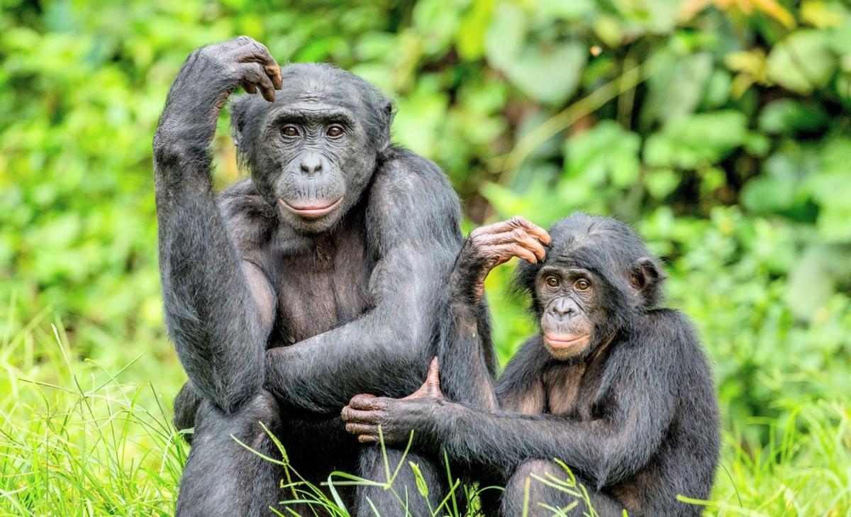 Bonobos have memory skills that were thought to be uniquely human