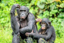 2025/08/bonobos-22.jpg