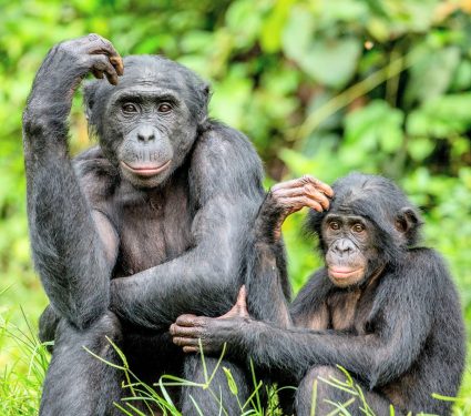2025/08/bonobos-22.jpg