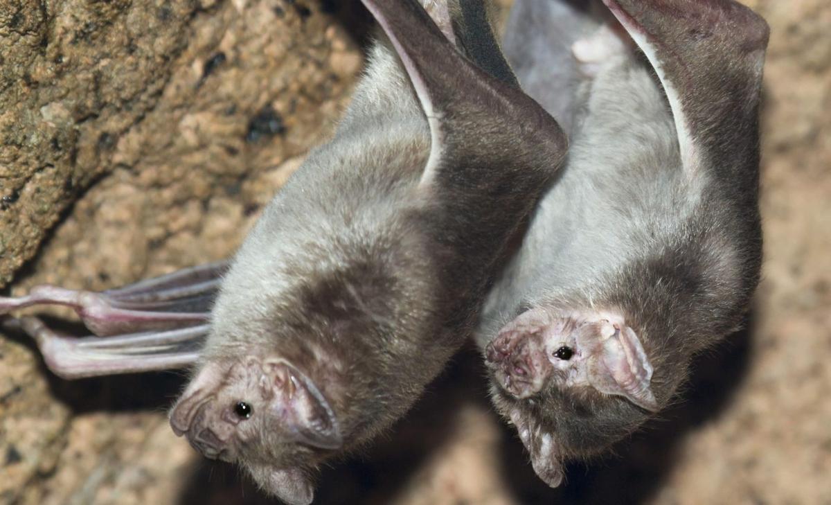 Spectral bats lead social lives with hugs, play, and food sharing