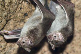 2025/08/vampire-bat4.jpg