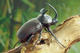 2025/08/Earth-species.jpg