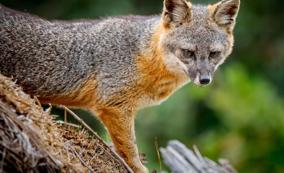 Island foxes evolved bigger brains to help them survive