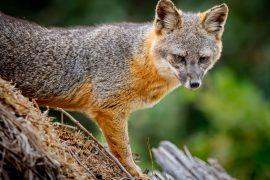 2025/08/island-fox2.jpg