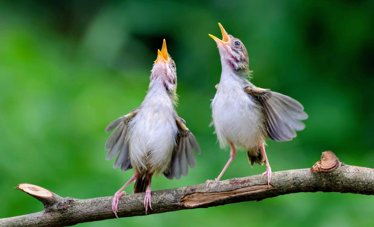 Light pollution makes birds around the world sing longer each day