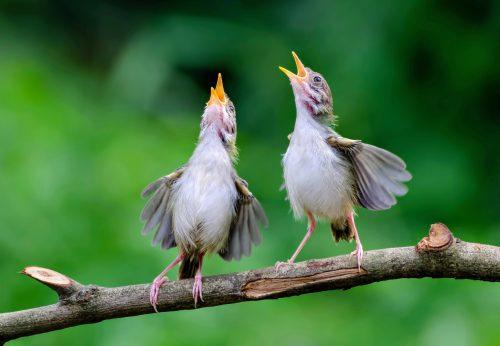 2025/08/Light-pollution-birds.jpg