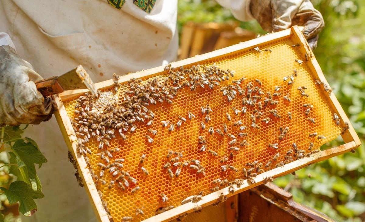 Engineered bee diets can help protect global food security
