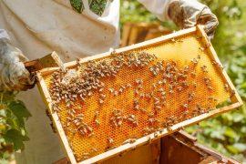 2025/08/Bee-diets-yeast.jpg