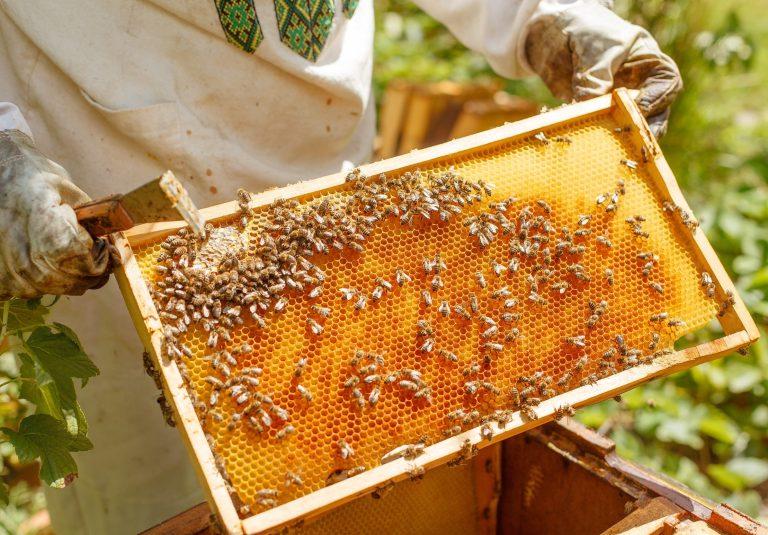 2025/08/Bee-diets-yeast.jpg
