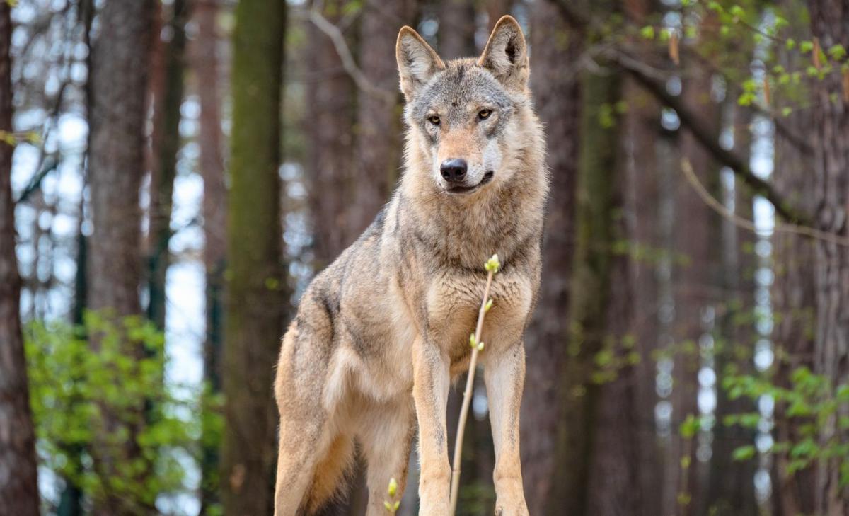 Hunting wolves to protect livestock: Does it really work?