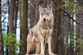 2025/08/Hunting-wolves-livestock.jpg