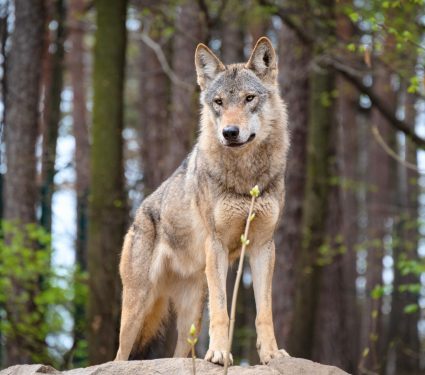 2025/08/Hunting-wolves-livestock.jpg