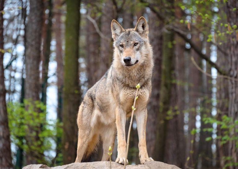 2025/08/Hunting-wolves-livestock.jpg