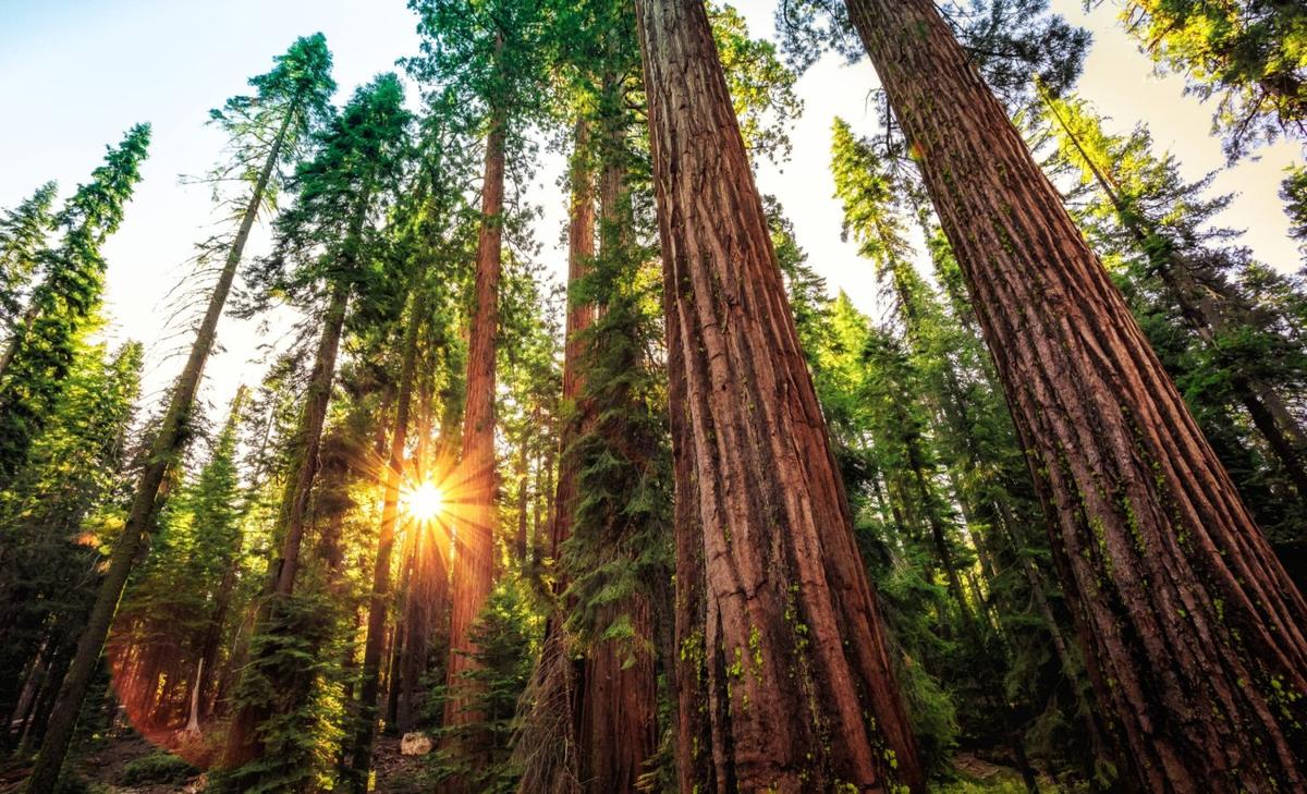 Old-growth forests remain Earth’s strongest carbon vaults