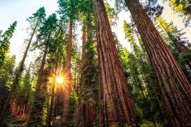 2025/08/carbon-forests.jpg