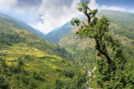 2025/08/Mountain-trees2.jpg