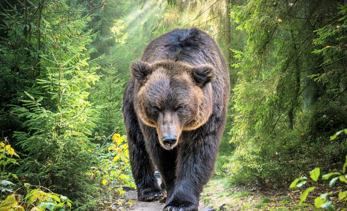 Extinct cave bears reveal threats to modern bears