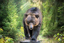 2025/08/Cave-bear.jpg
