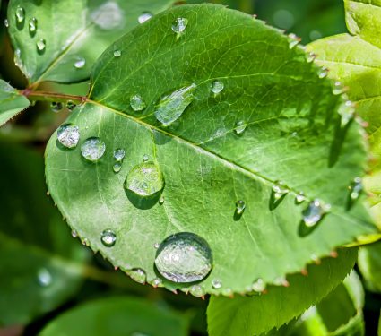 2025/08/Plant-messengers.jpg