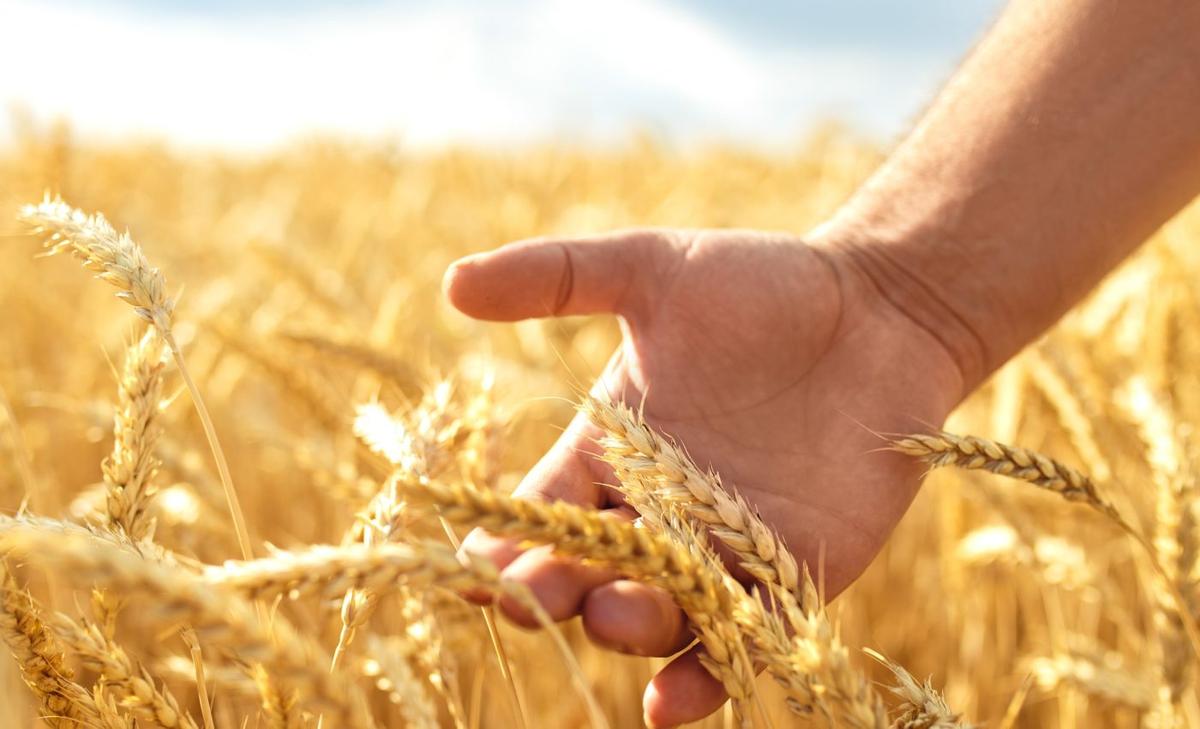 We already grow enough food, but much of it never reaches people