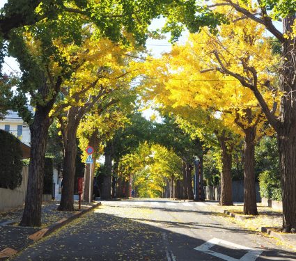 2025/08/tree-cover.jpg