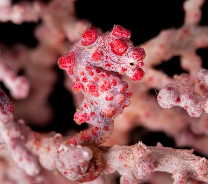 2025/08/Pygmy-seahorse.jpg