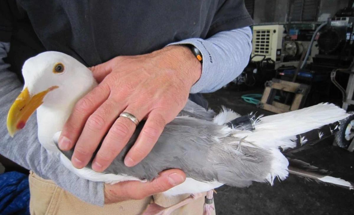 GPS tells the incredible story of a seagull that traveled 80 miles in a garbage truck