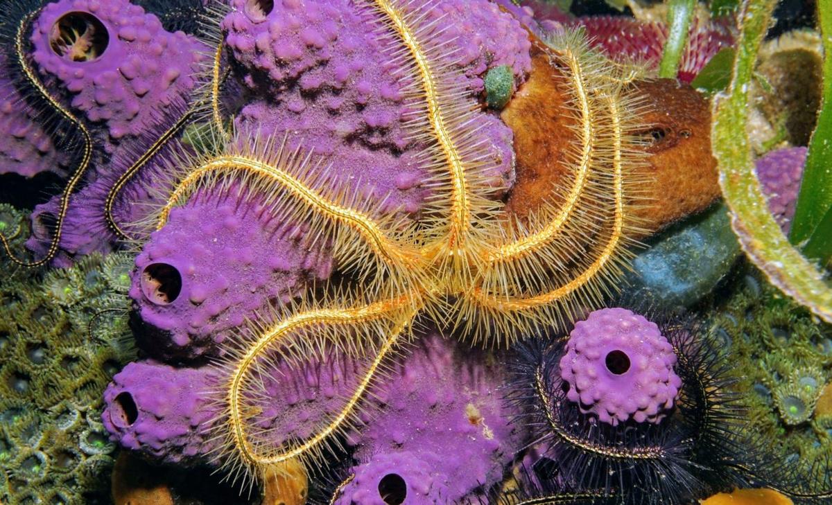 Some marine species have had the same jobs for millions of years