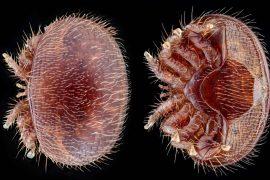 2025/08/arroa-parasite-killing-bees.jpg