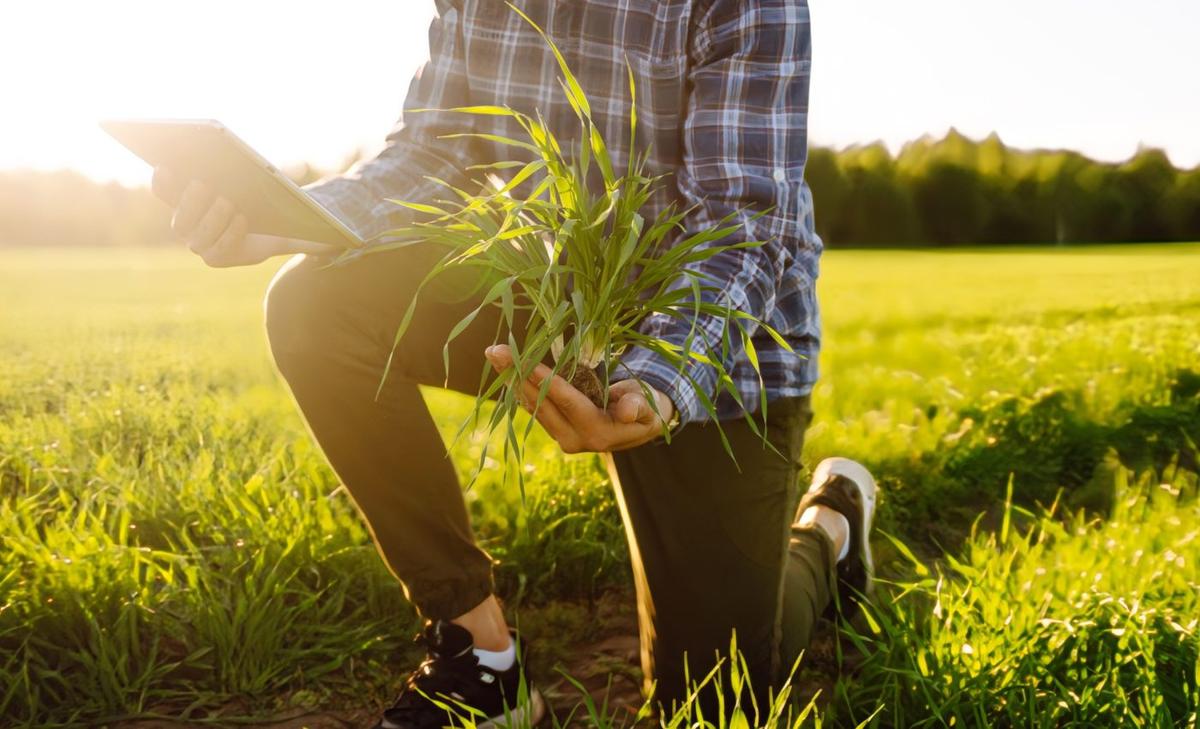 Gene-edited wheat turns soil microbes into fertilizer