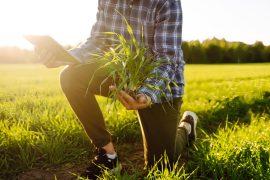 2025/08/Wheat-fertilizer-1.jpg
