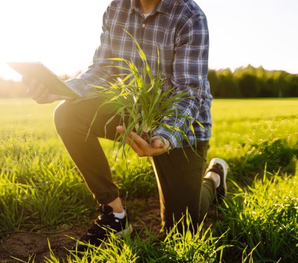 2025/08/Wheat-fertilizer-1.jpg