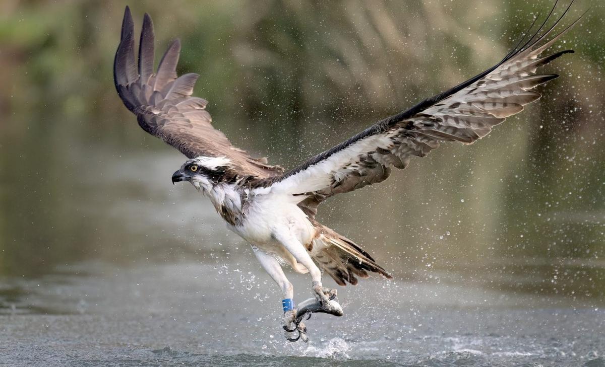 Why older species may be better survivors